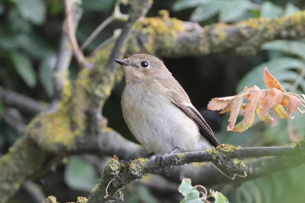 Pied Flycatcher