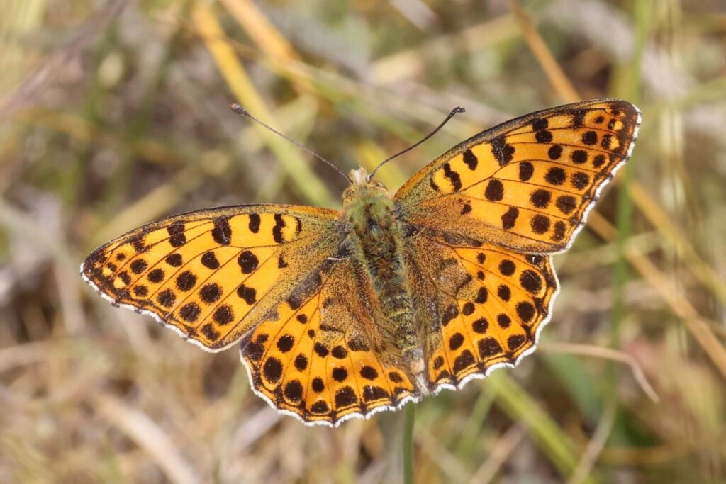 Queen of Spain Fritillary
