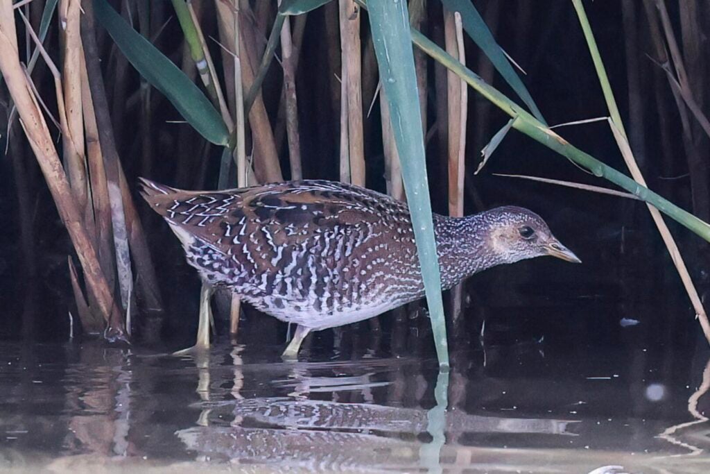 Spotted Crake