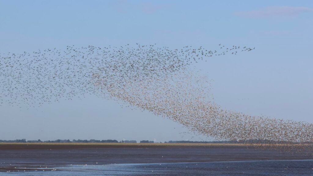 Waders