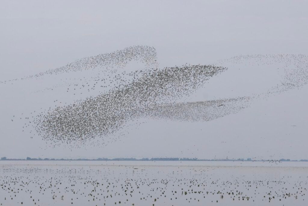 Waders