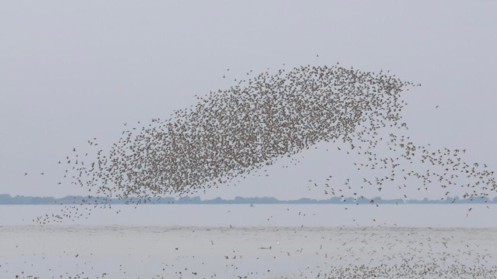 Waders