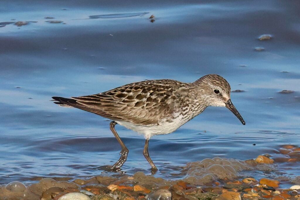 White-rumped Sandpiper