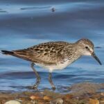 White-rumped Sandpiper
