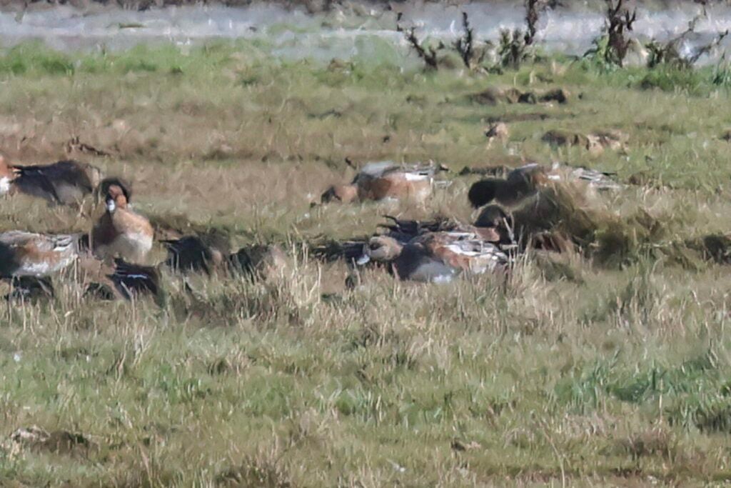 American Wigeon
