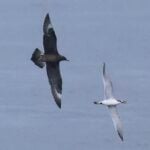 Arctic Skua