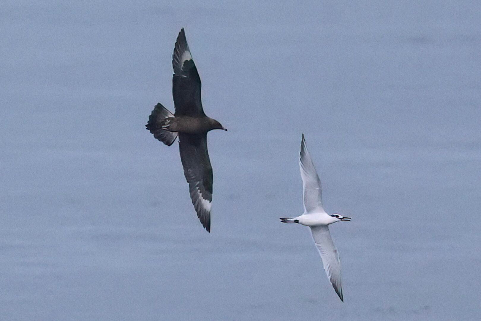 Arctic Skua
