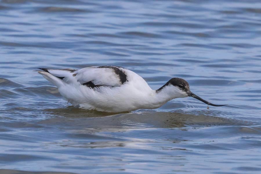 Avocet