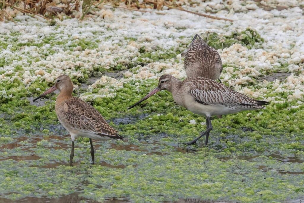 Bar-tailed Godwit
