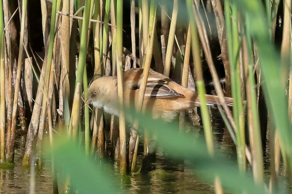 Bearded Tit