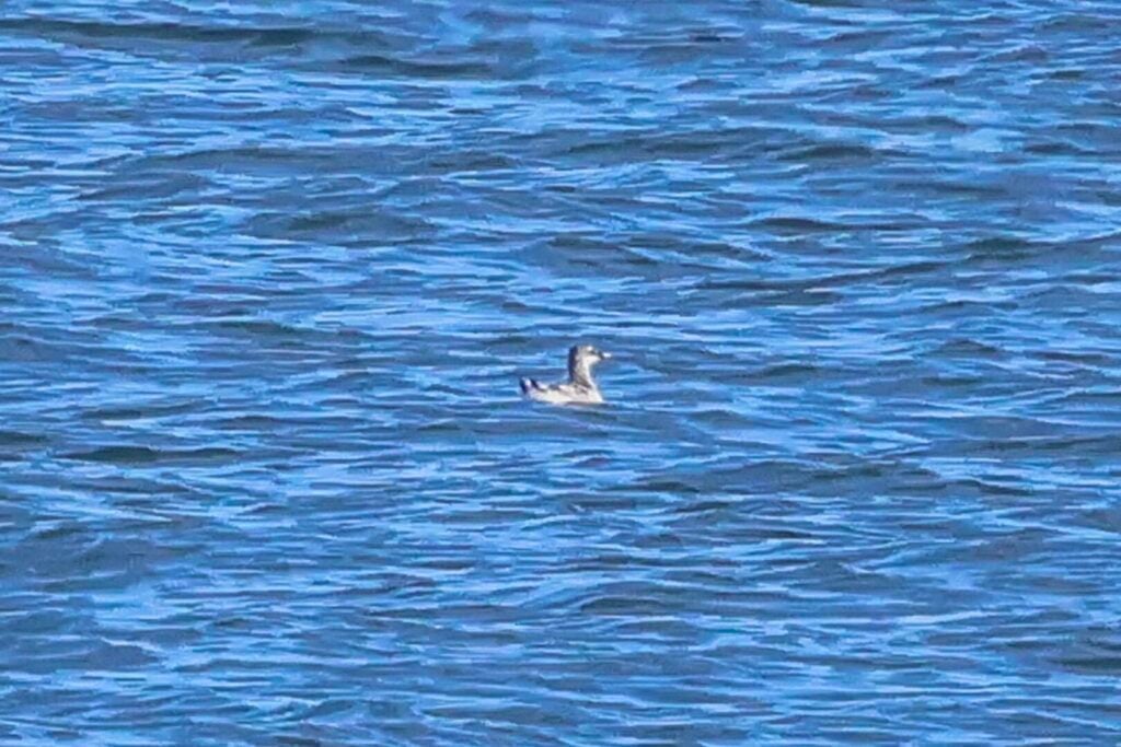 Black Guillemot