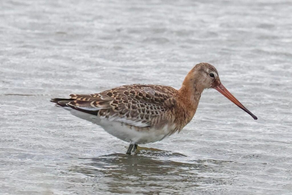 Black-tailed Godwit