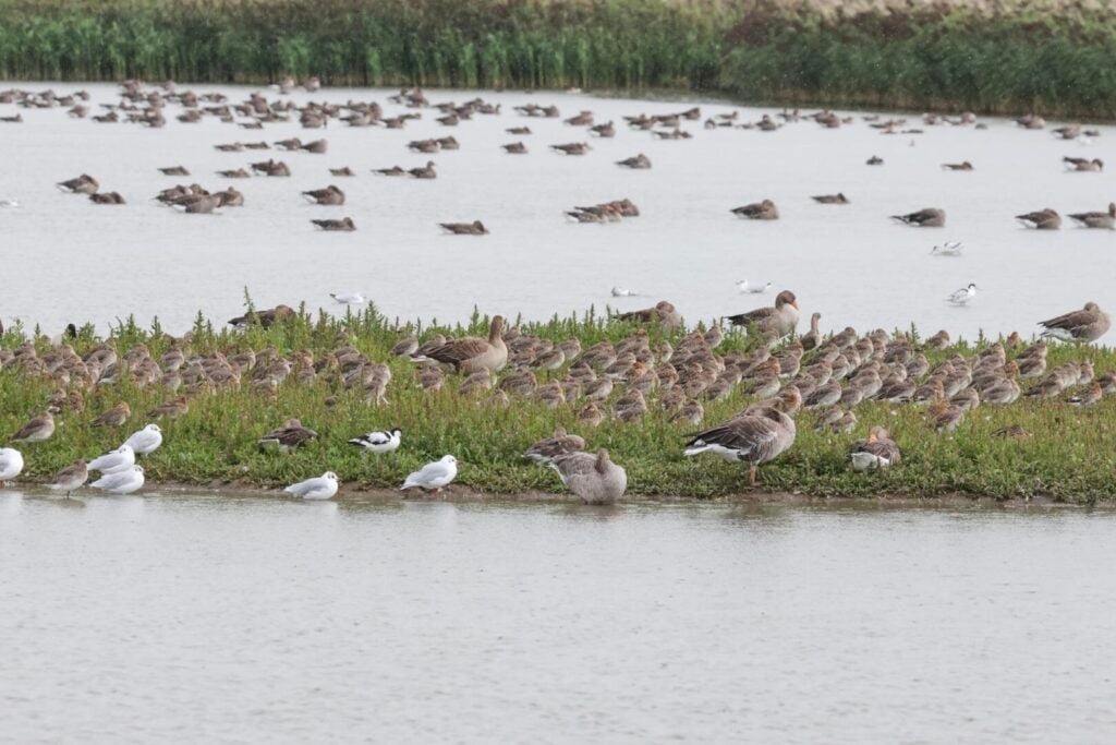 Black-tailed Godwits