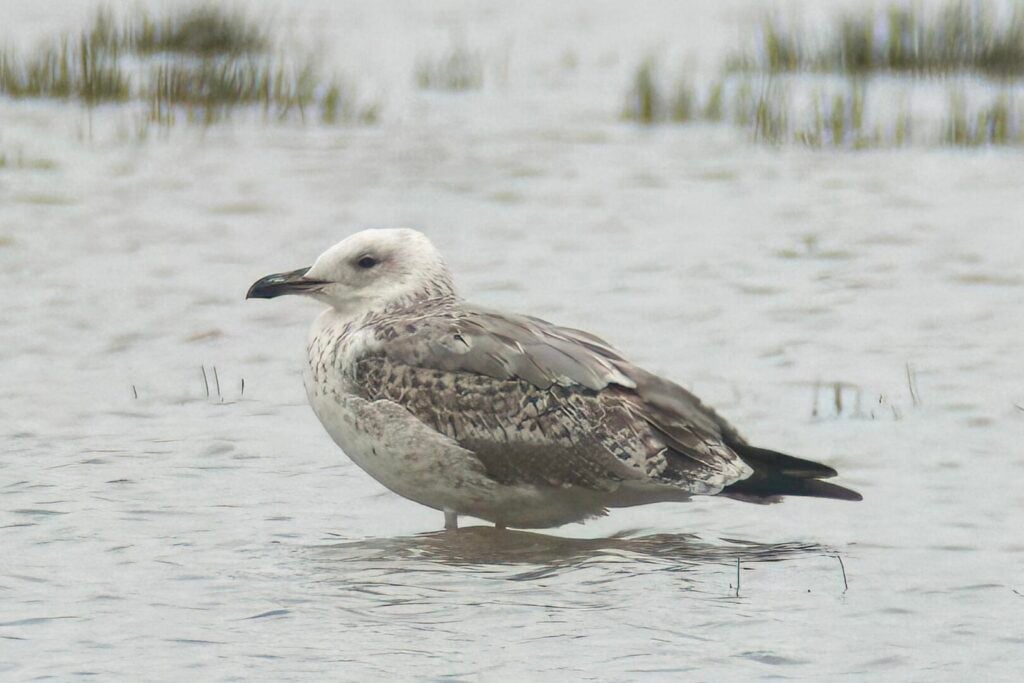 Caspian Gull