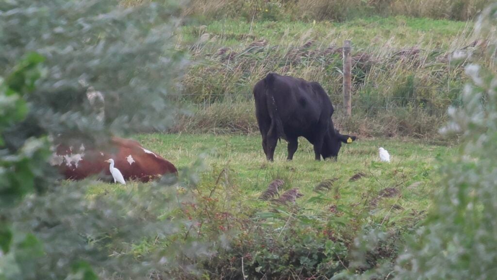 Cattle Egrets