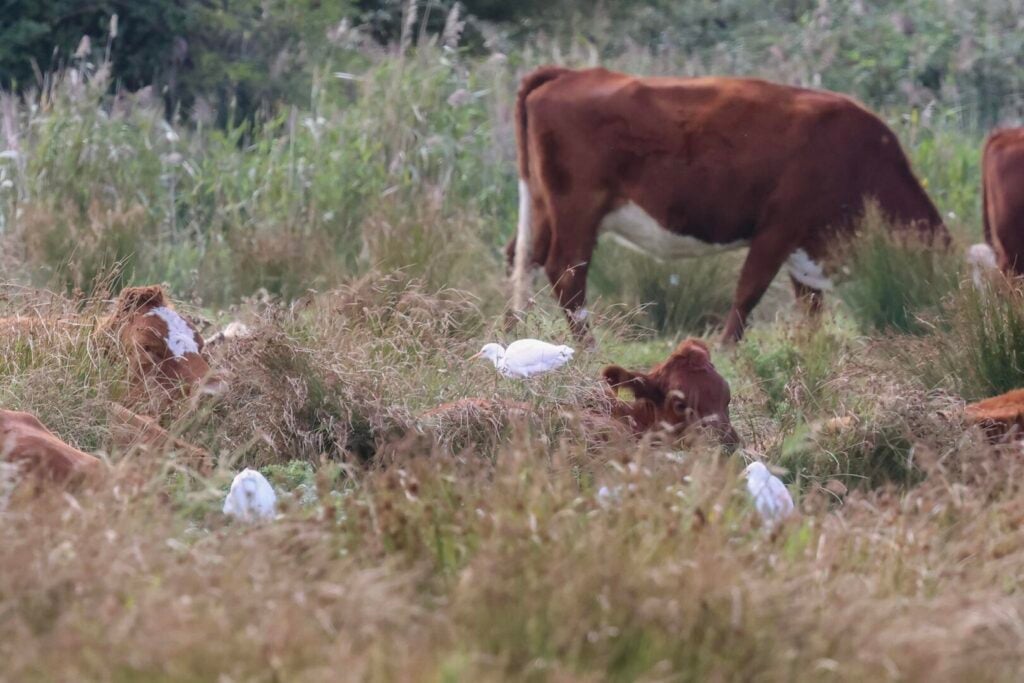 Cattle Egrets