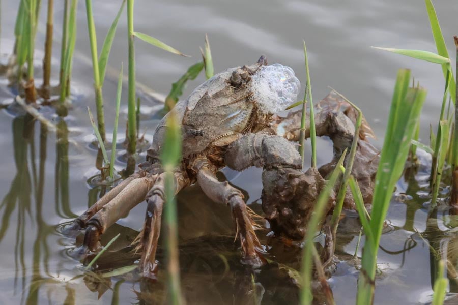 Chinese Mitten Crab