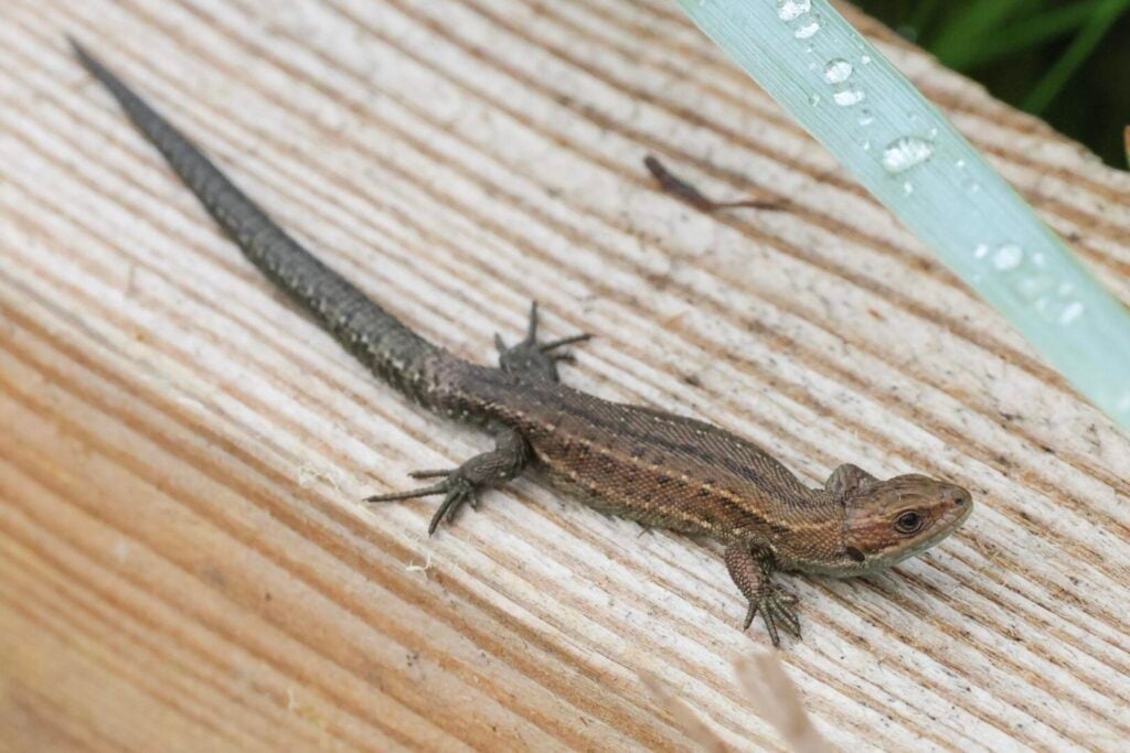 Common Lizard