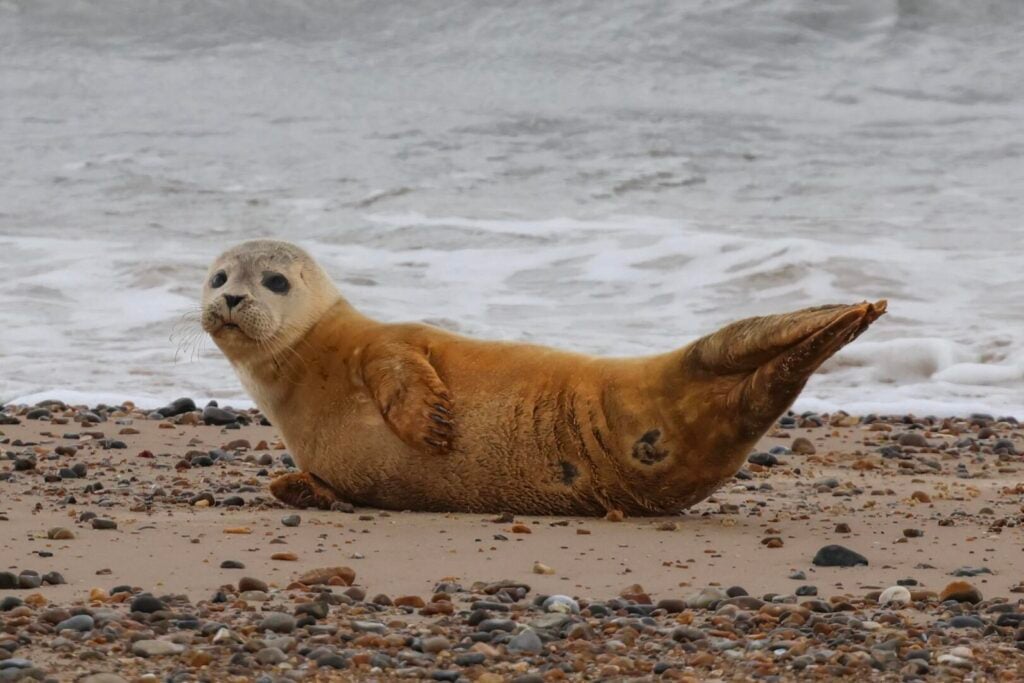 Common Seal