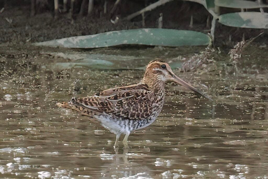 Common Snipe