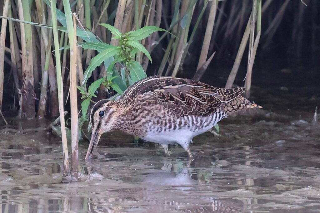 Common Snipe