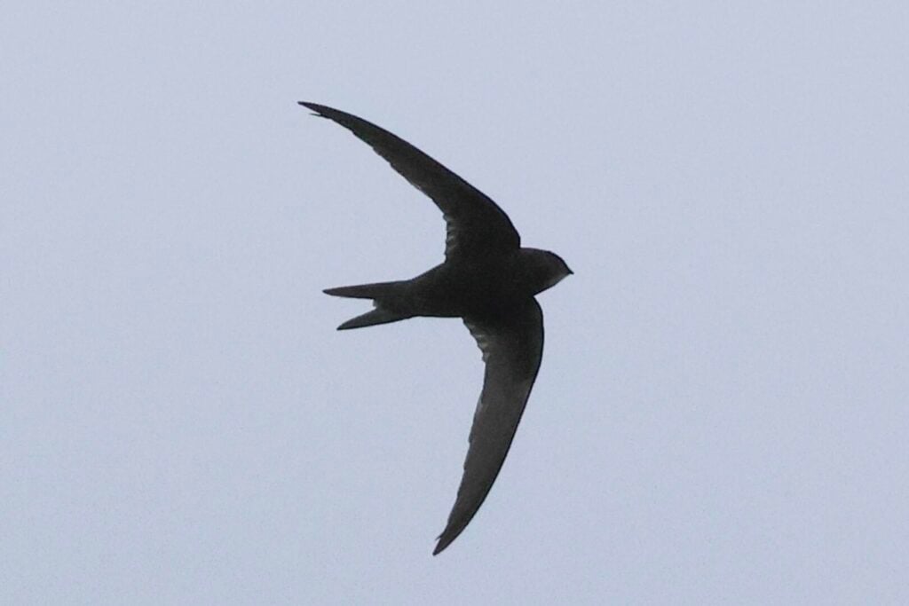 Common Swift