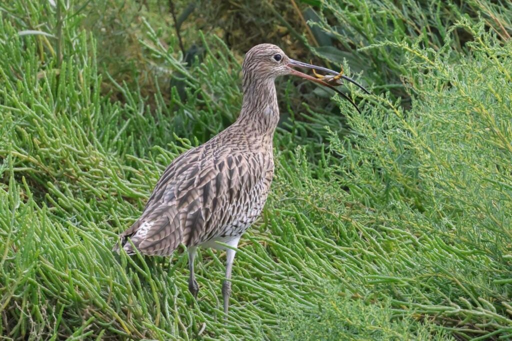 Curlew
