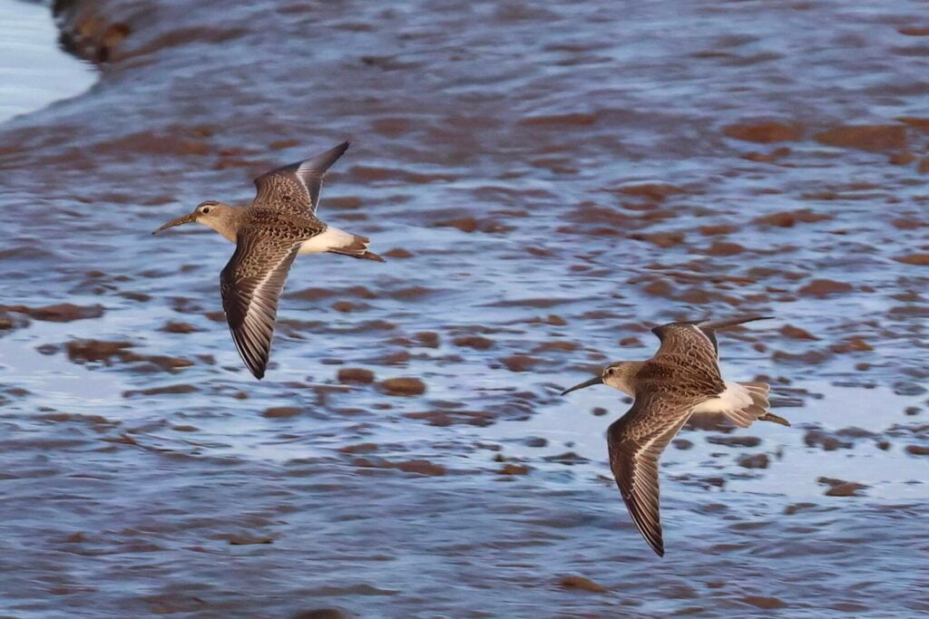 Curlew Sandpipers
