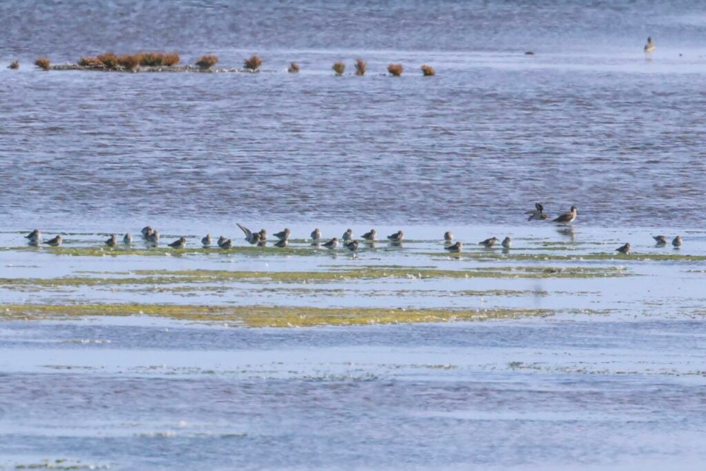 Dunlin