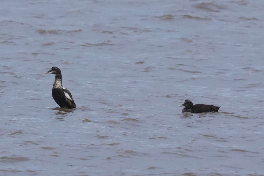 Eider