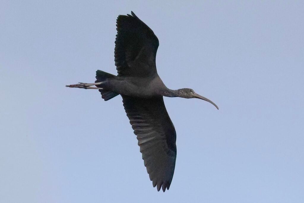 Glossy Ibis
