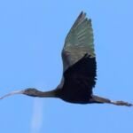 Glossy Ibis