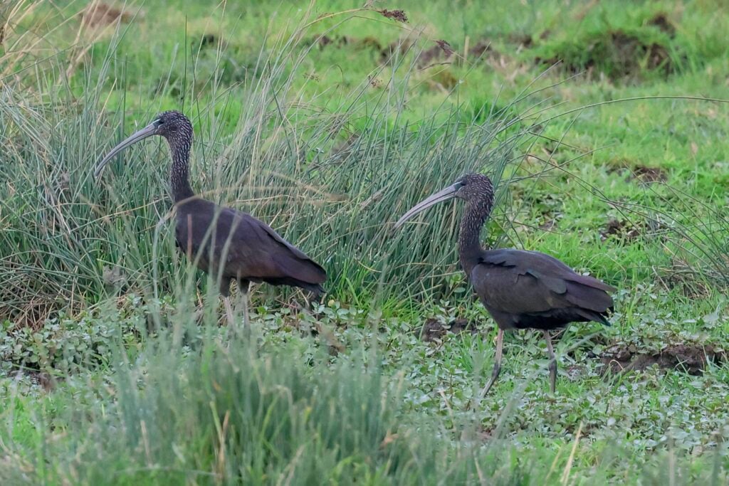 Glossy Ibis