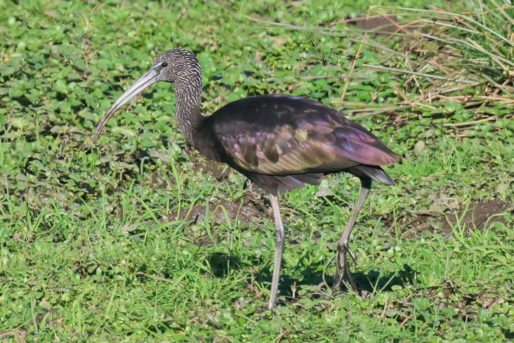 Glossy Ibis