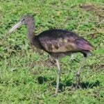 Glossy Ibis