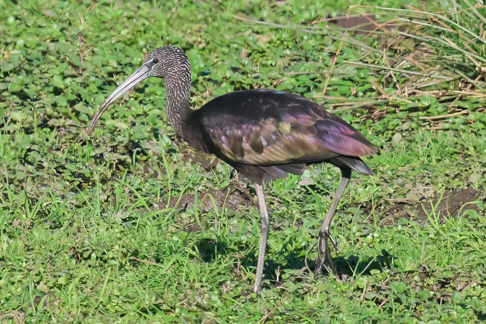Glossy Ibis
