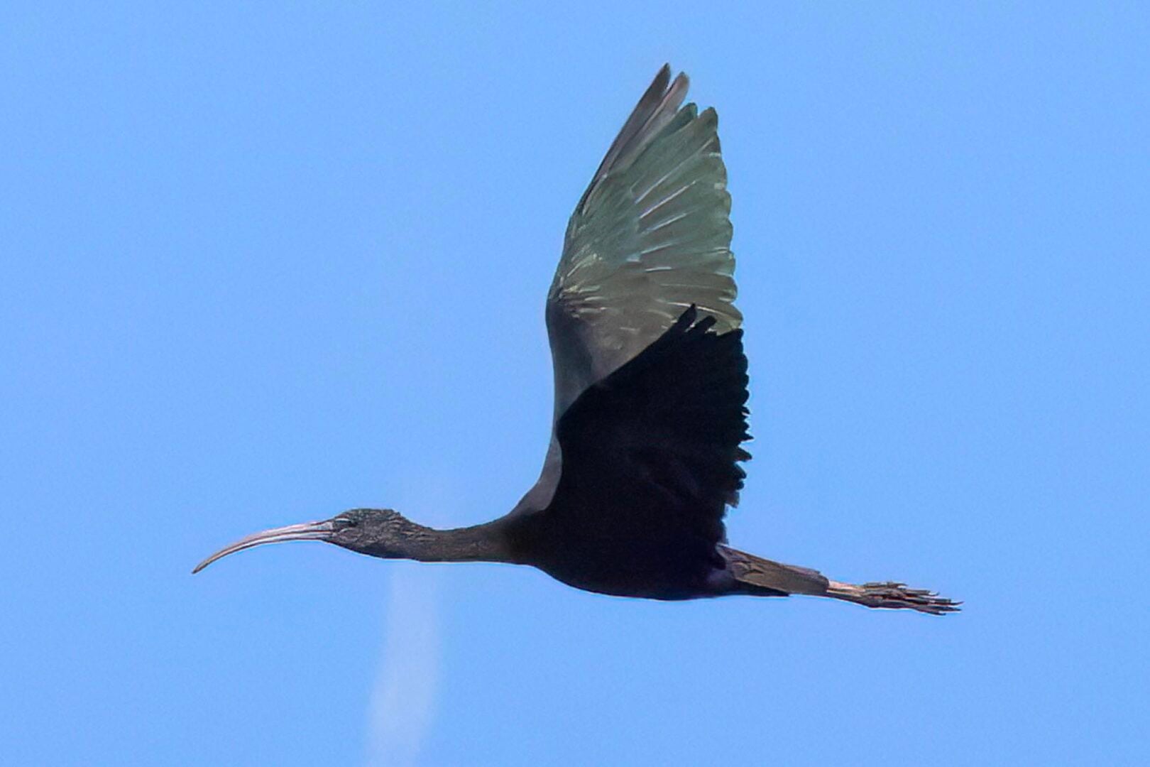 Glossy Ibis