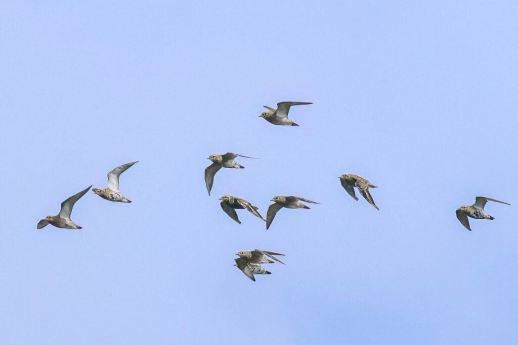 Golden Plover