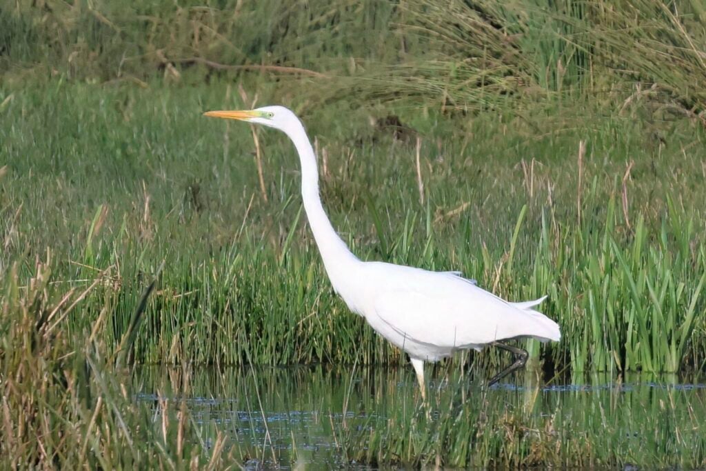 Great White Egret