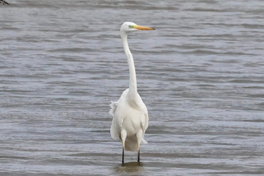 Great White Egret