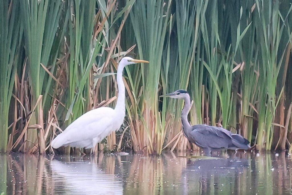 Great White Egret