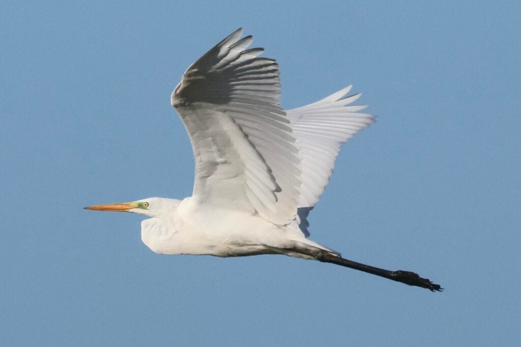 Great White Egret