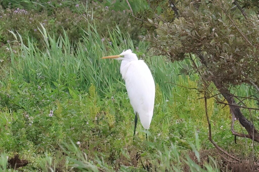 Great White Egret