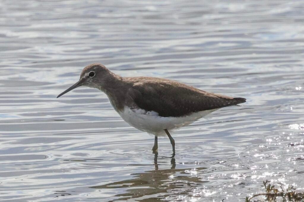 Green Sandpiper
