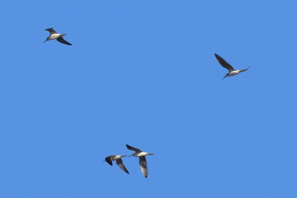 Greenshanks