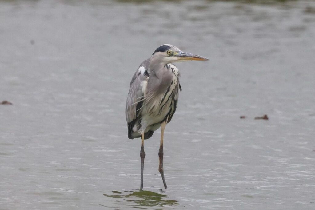 Grey Heron