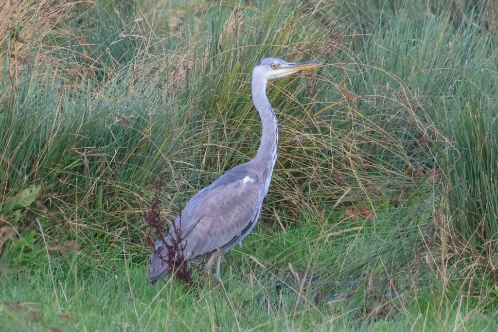 Grey Heron