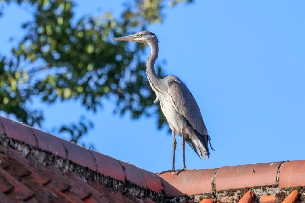 Grey Heron