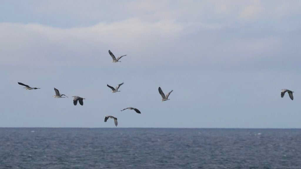 Grey Herons