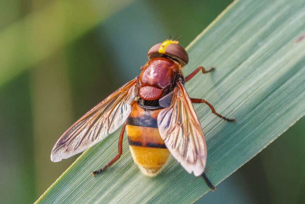 Hornet Hoverfly Volucella zonaria